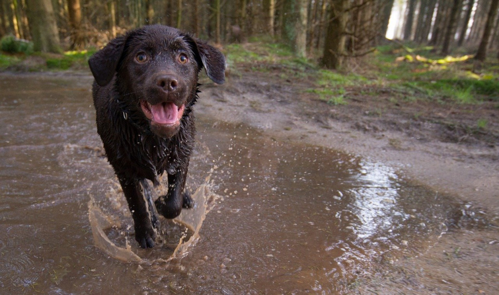 muddy dog